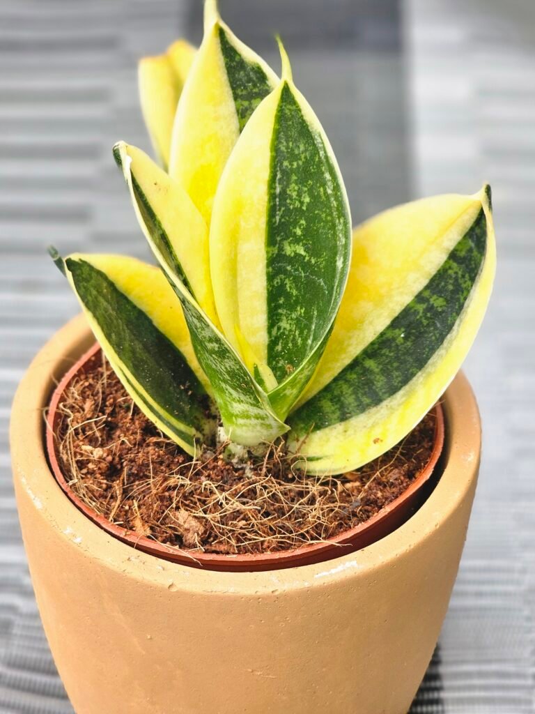 Sansevieria plant in a terracotta pot with upright variegated leaves.